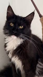 mainecoon kitten
