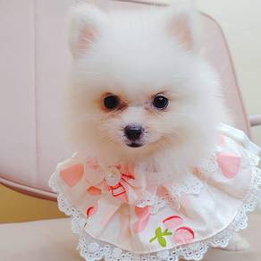 Pomeranian