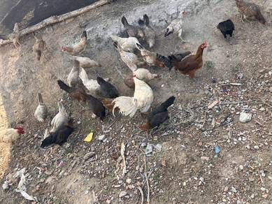 Ayam Kampung Asli untuk dijual