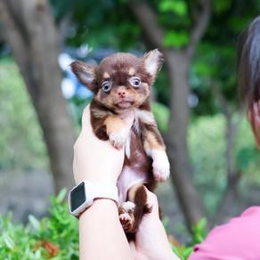 Chihuahua 