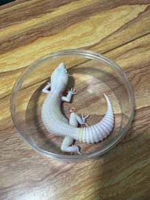 Leopard Gecko