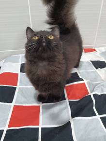 Munchkin Longhair