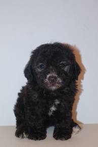 f42 Adorable Poodle Puppy