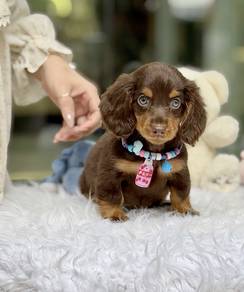 MINIATURE DACHSHUND Puppies VIP21🐻 Male Long Coat