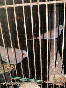 Burung titir api