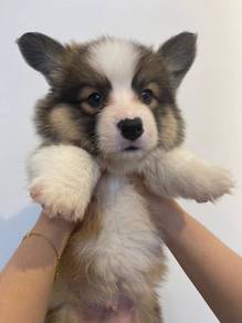 Long-hair Corgi