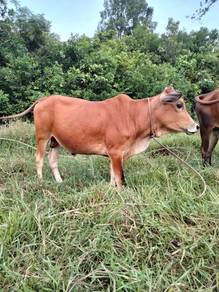 Lembu Jantan