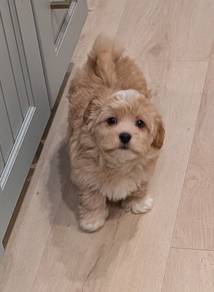B5583 Gentle Poochon Fluffy Soft Fur Companion Dog