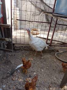 Ayam belanda