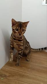Bengal