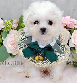 Bichon Frise