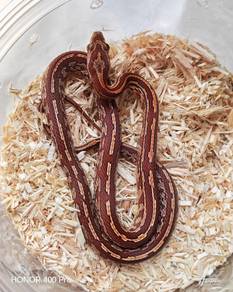 Corn Snake