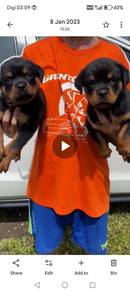 puppy rottweiler