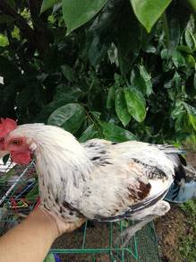 ayam arab