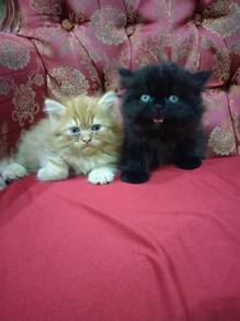 anak kucing mix Maine coon parsi