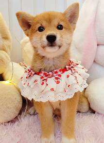Shiba