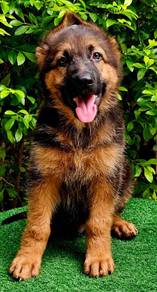 GERMAN SHEPHERD PUPPIES GSD29🐻 Good structure