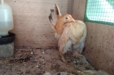 ayam serama