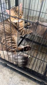 kucing utk dijual