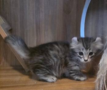 Kinkalow munchkin kitten short leg  