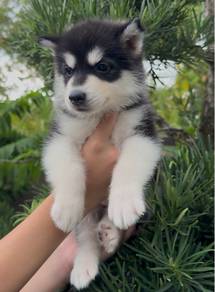 wooly husky