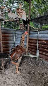 ayam siam