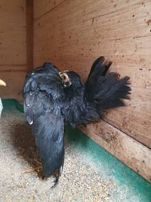 Ayam Serama Induk Muda