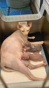 Sphynx Betina + 2 Kitten