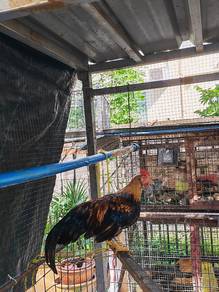 Ayam Hutan Jantan 