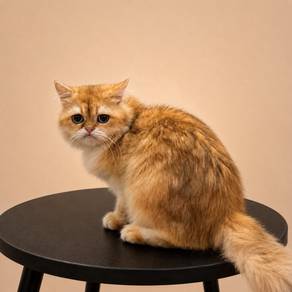 Munchkin Golden