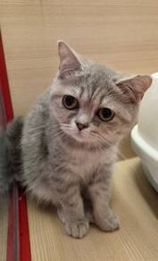 British short hair silver Tabby kitten for sale