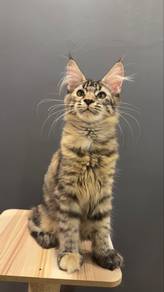 mainecoon