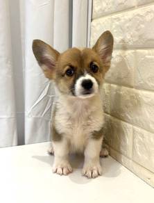 J0480 Corgi Little Fox Puppy