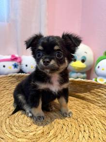 Black & Tan Long Hair Chihuahua Puppy