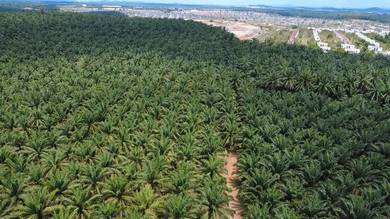 Agricultural Land in Kulim, KDH