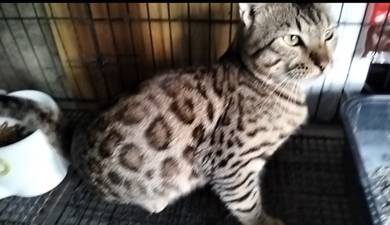 Kucing Bengal Jantan