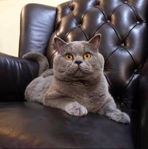 British shorthair 