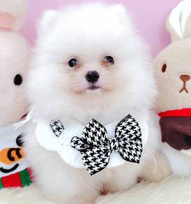 Pomeranian