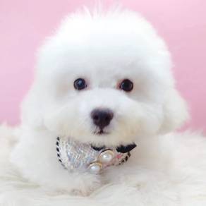 Bichon Frise