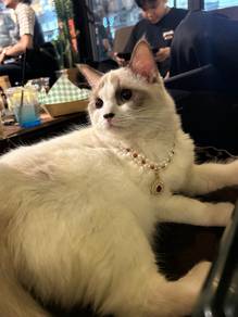 Ragdoll Female