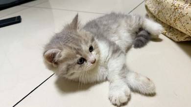 White+Grey Bsh Kitten 