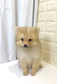 J0357 Pomeranian Cotton Candy Baby Puppy