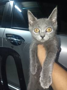 bsh