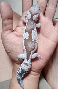 African fat tailed gecko 