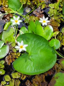 Water snowflake