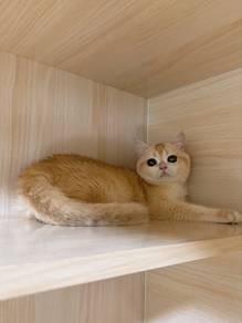 BSH Golden Shaded NY12 Female Betina