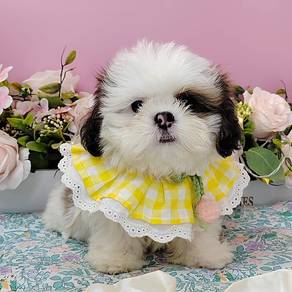 Shih TZU