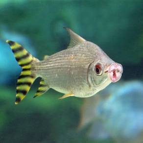 Feifeng Feifong Yellow tail Flagtail Yellow fin