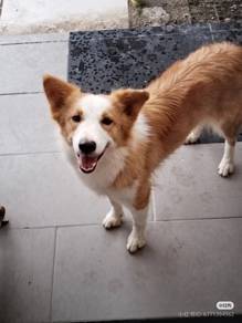 Border collie
