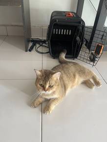 Golden British Shorthair Female Adult Cat